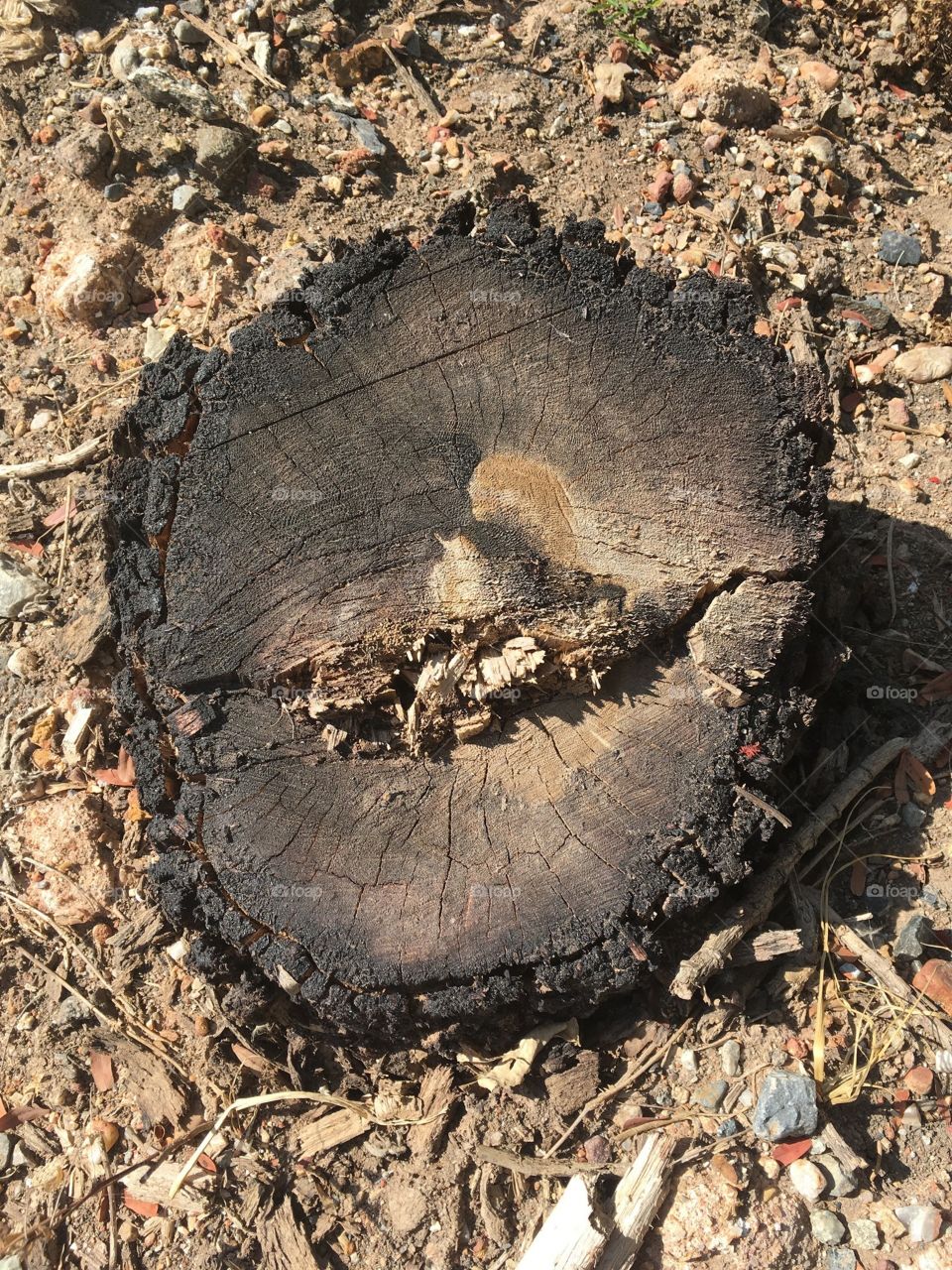 Dry stump on the ground