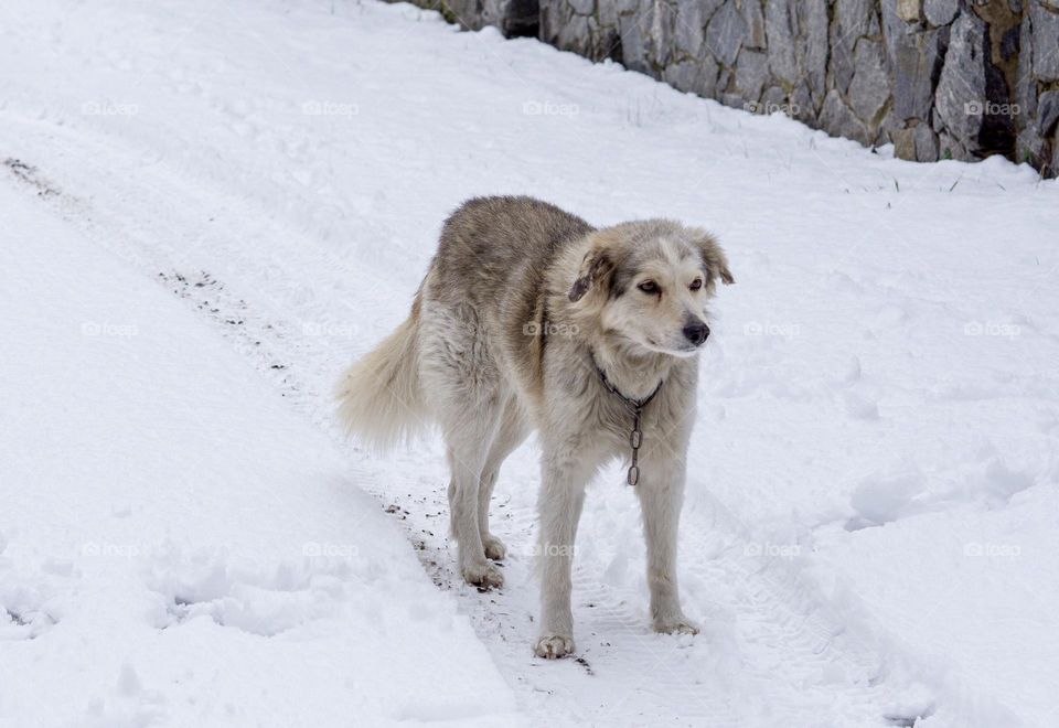 A dog on a snow country road 