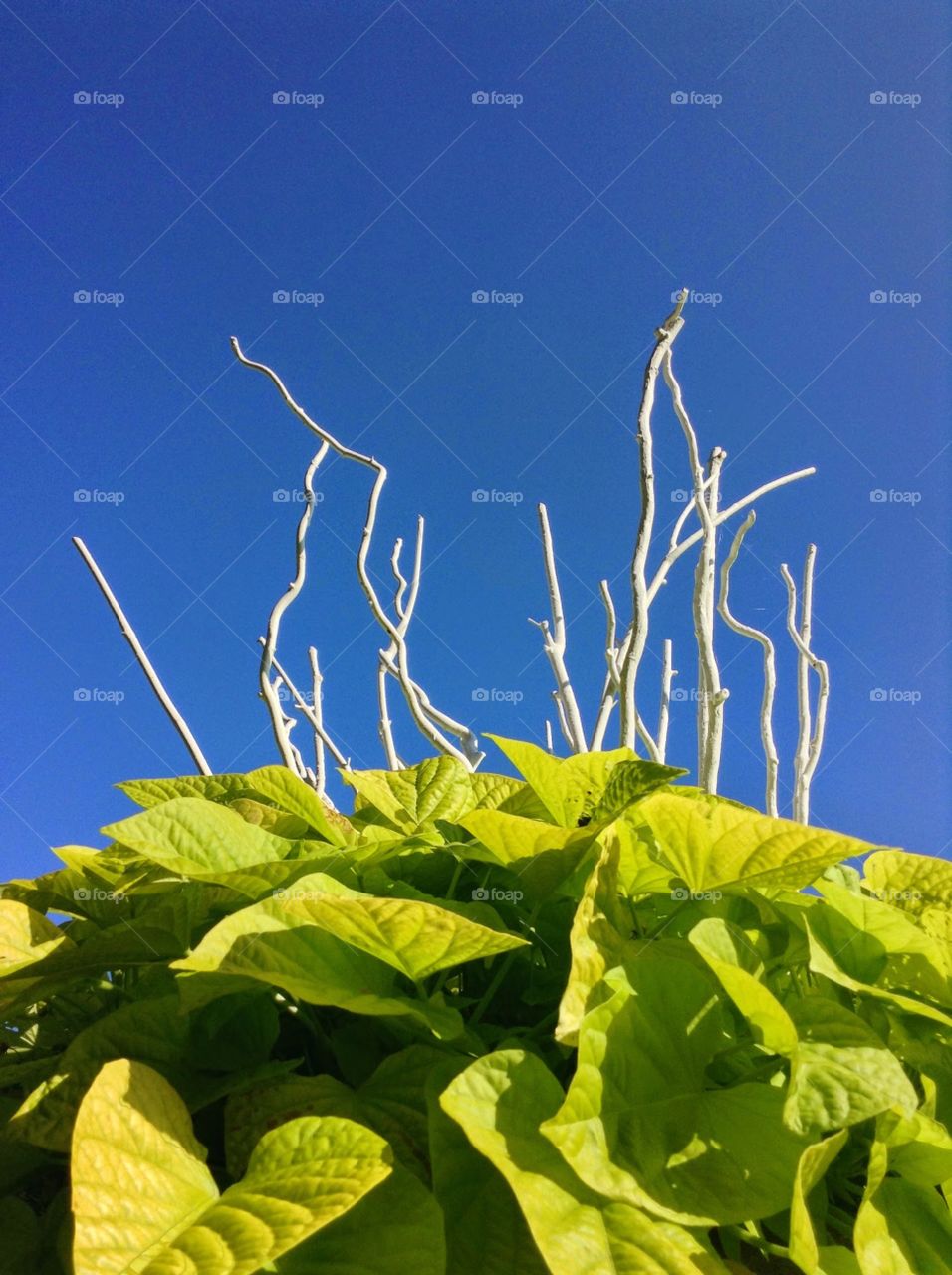 Blue skies delight . A planter located in the right spot.