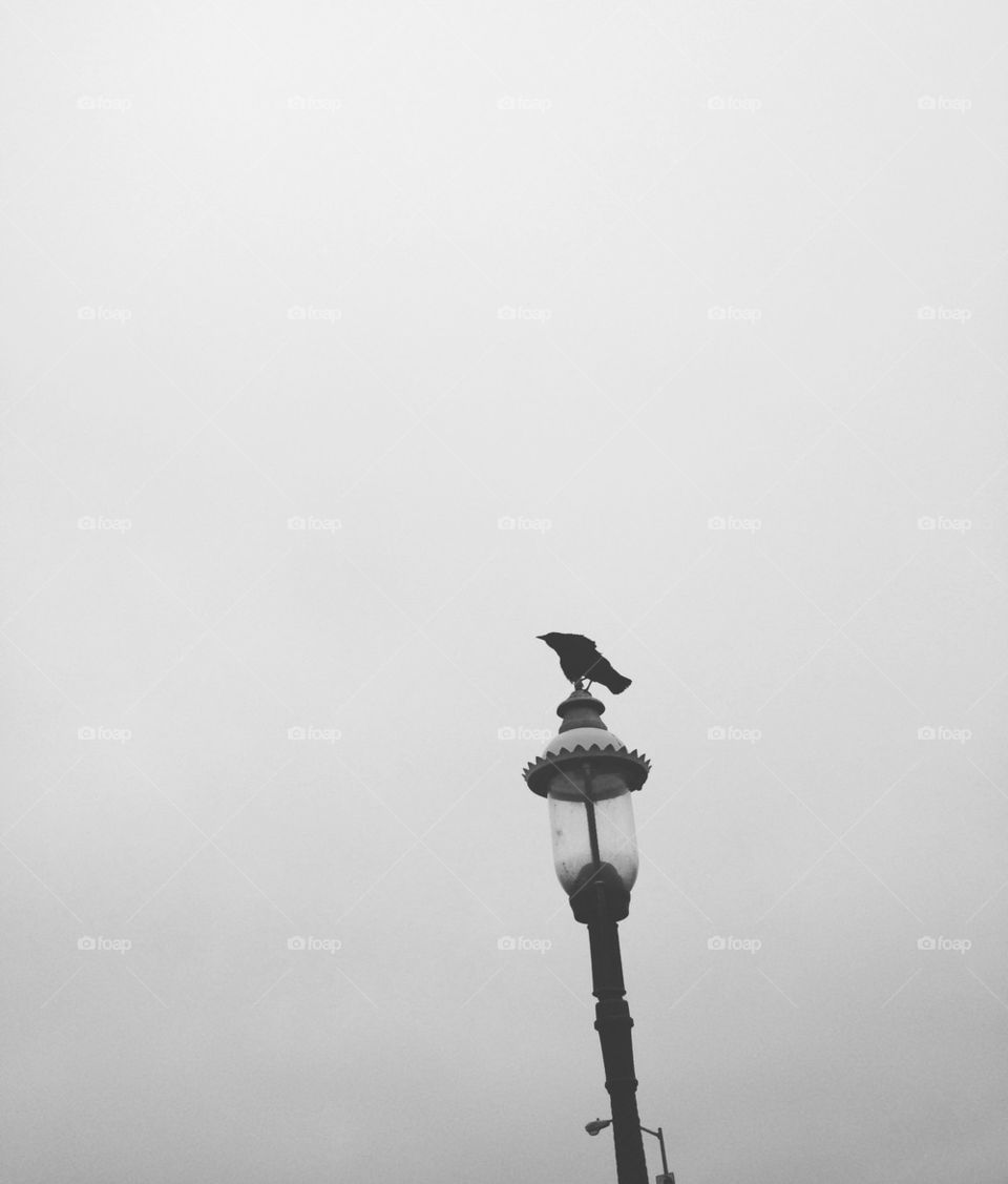 CROW ON LAMP POST