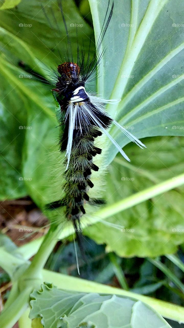 Linda lagarta com sua plumagem preta e branca que avisa não se aproxime.