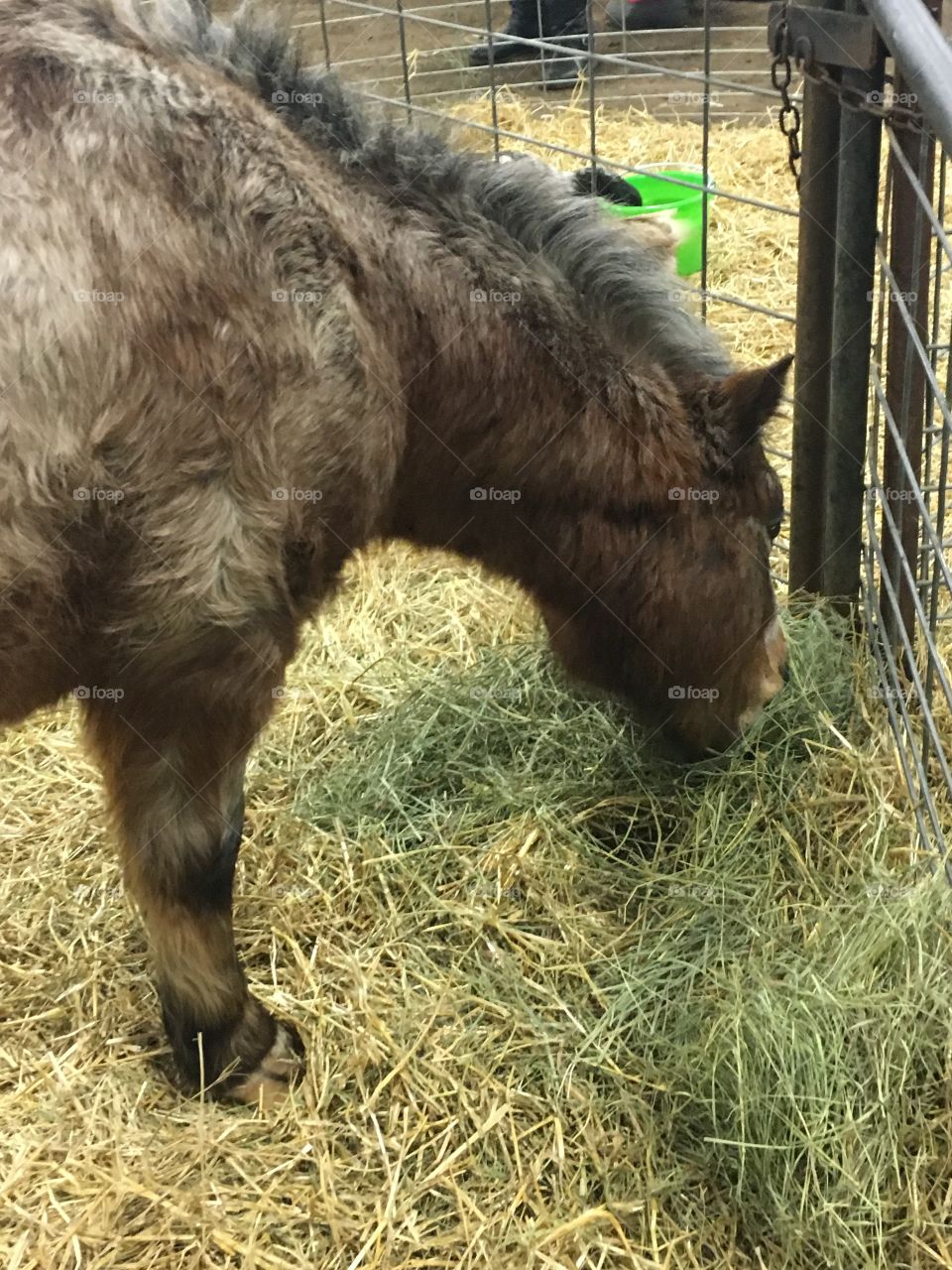 Miniature horse at the petting farm 