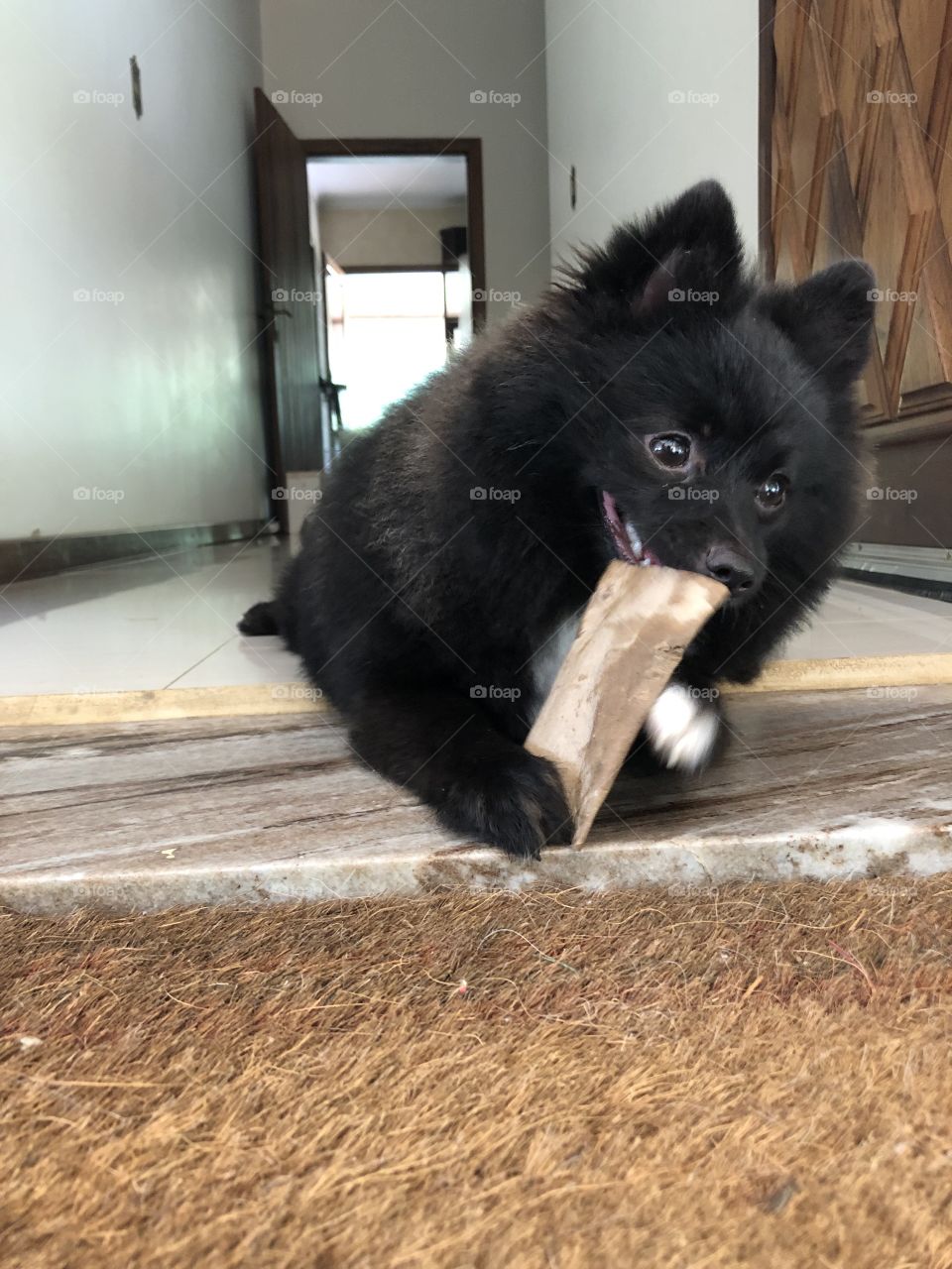 Cachorro pomerânio mordendo pedaço de papelão