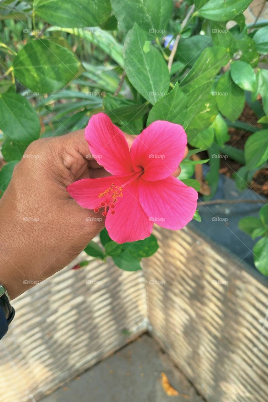 Beautiful Flower, Amazing Flower, Beautiful Pink Flower