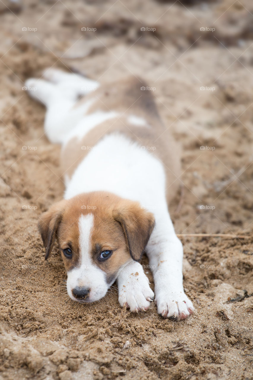 lying on the beach