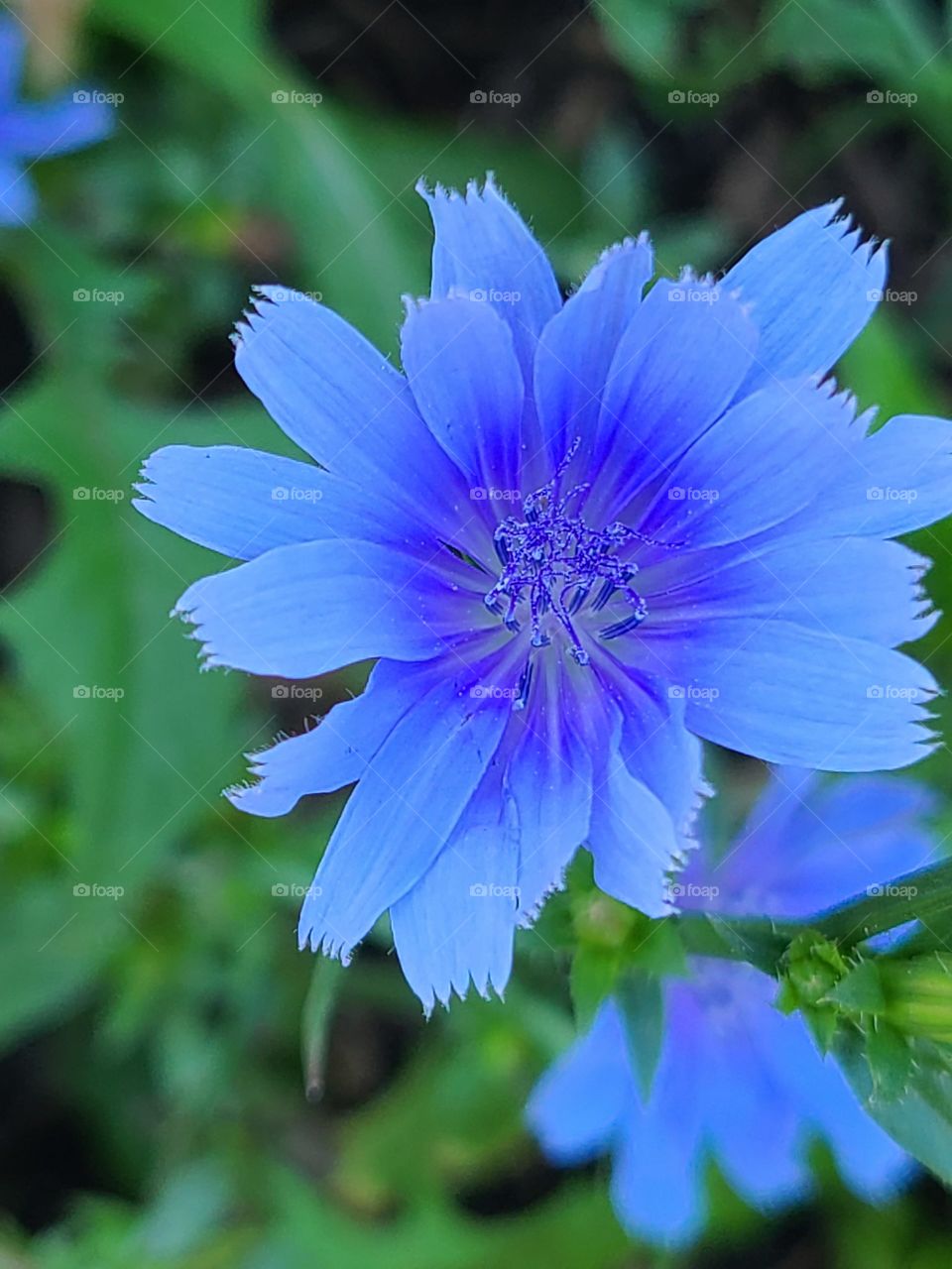 chicory