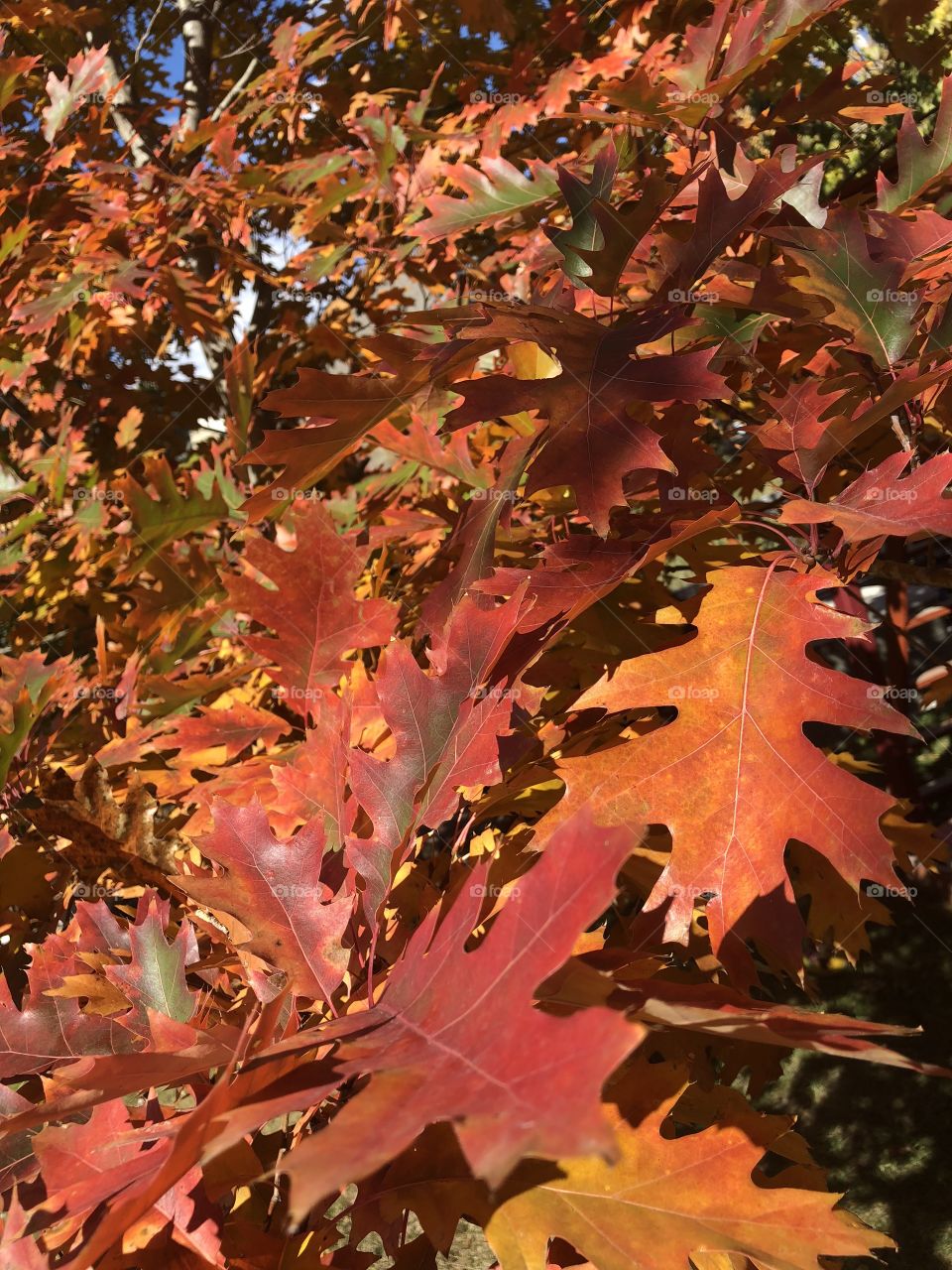 Oak tree leaves