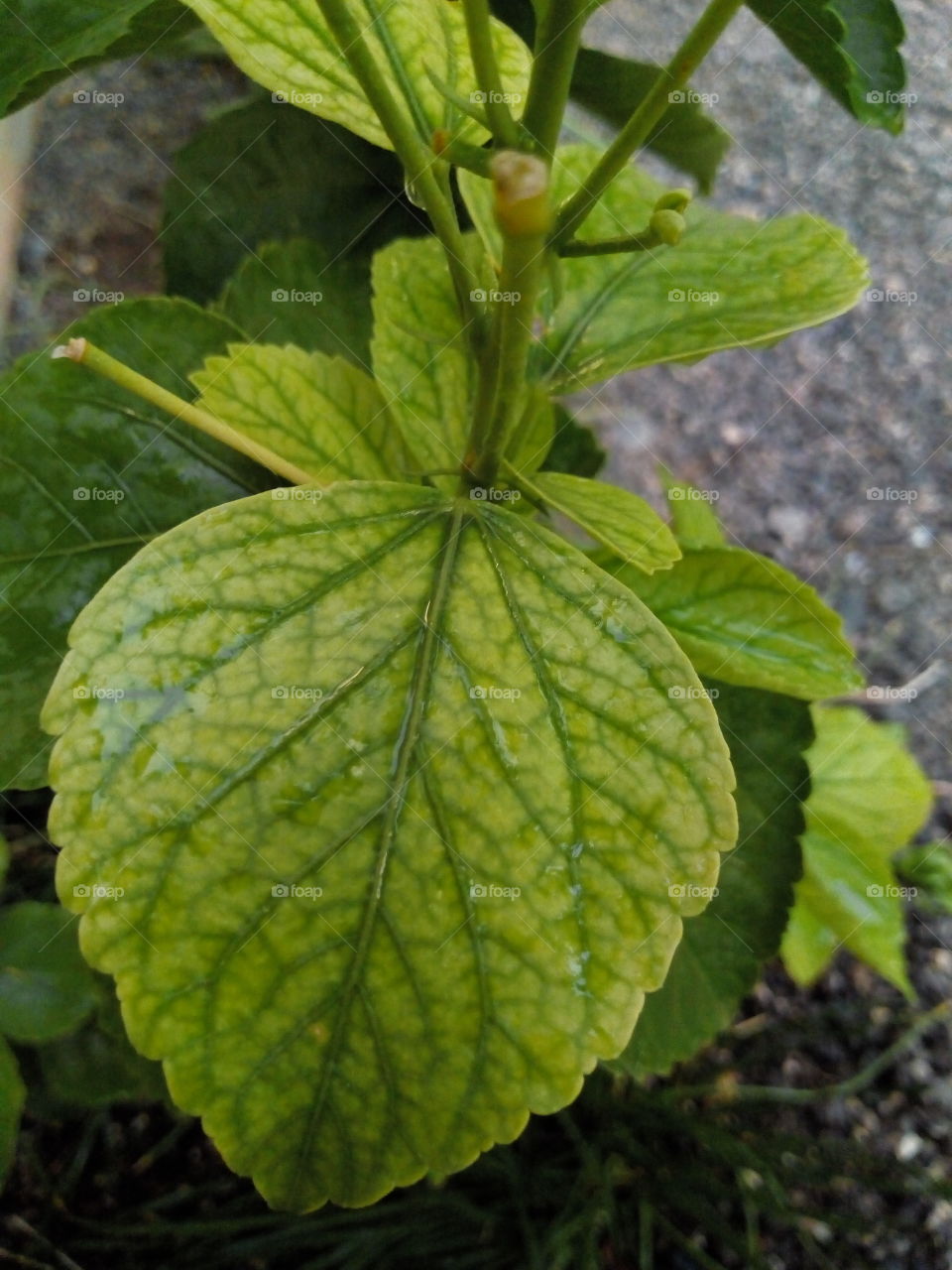 Close up of hibiscus leaf.