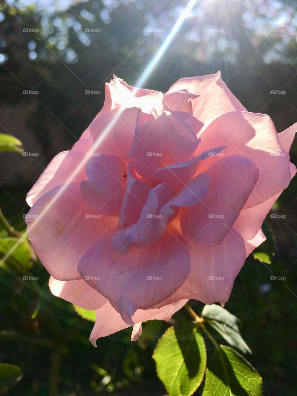 🌼#Flores do nosso #jardim, para alegrar e embelezar nosso dia!
Veja o brilho do #sol atravessando as #pétalas do botão da #roseira lilás.
🌹
#flor #flowers #flower #pétala #garden #natureza #nature #flora
#Jardinagem é nosso #hobby. #Fotografia idem.