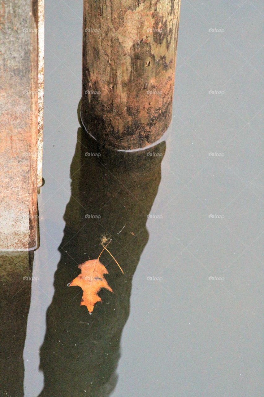 leaf in water