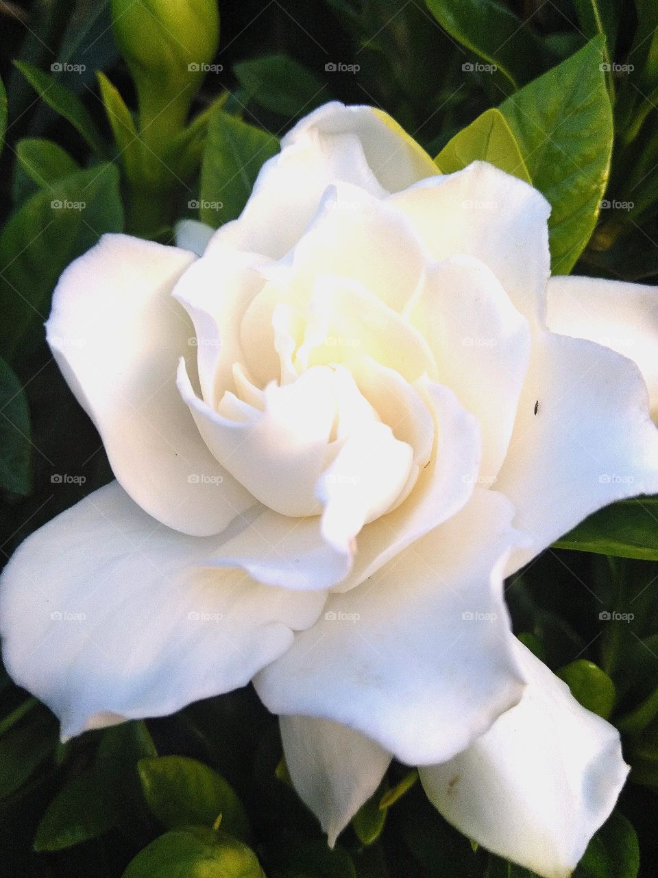 Gardenia closeup