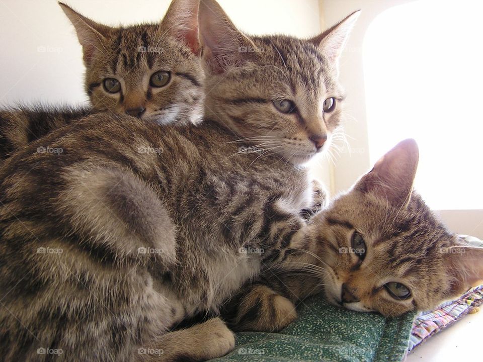 Three Little Kittens