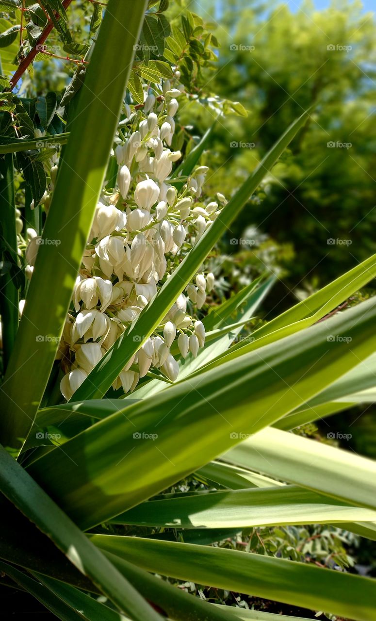 Yucca gloriosa