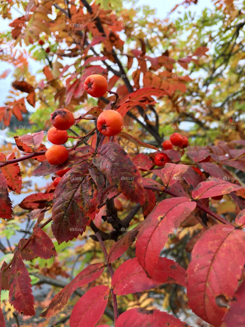 The beautiful colors of nature during fall