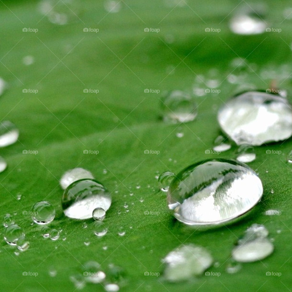 Tiny world of rain droplets.