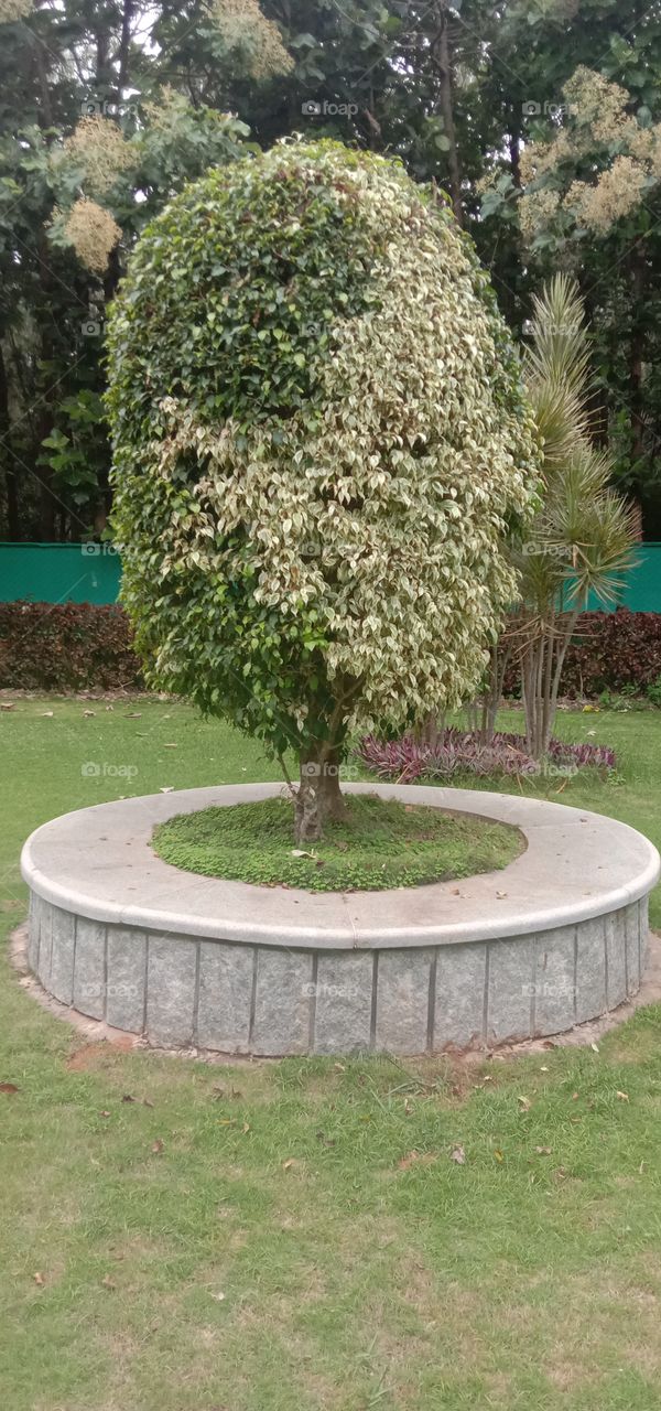 The double shades of green....💚🌍