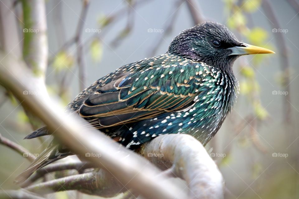 Starling