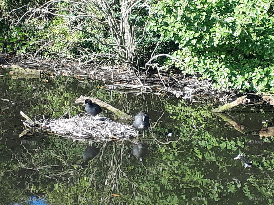 Water Birds On A Nest