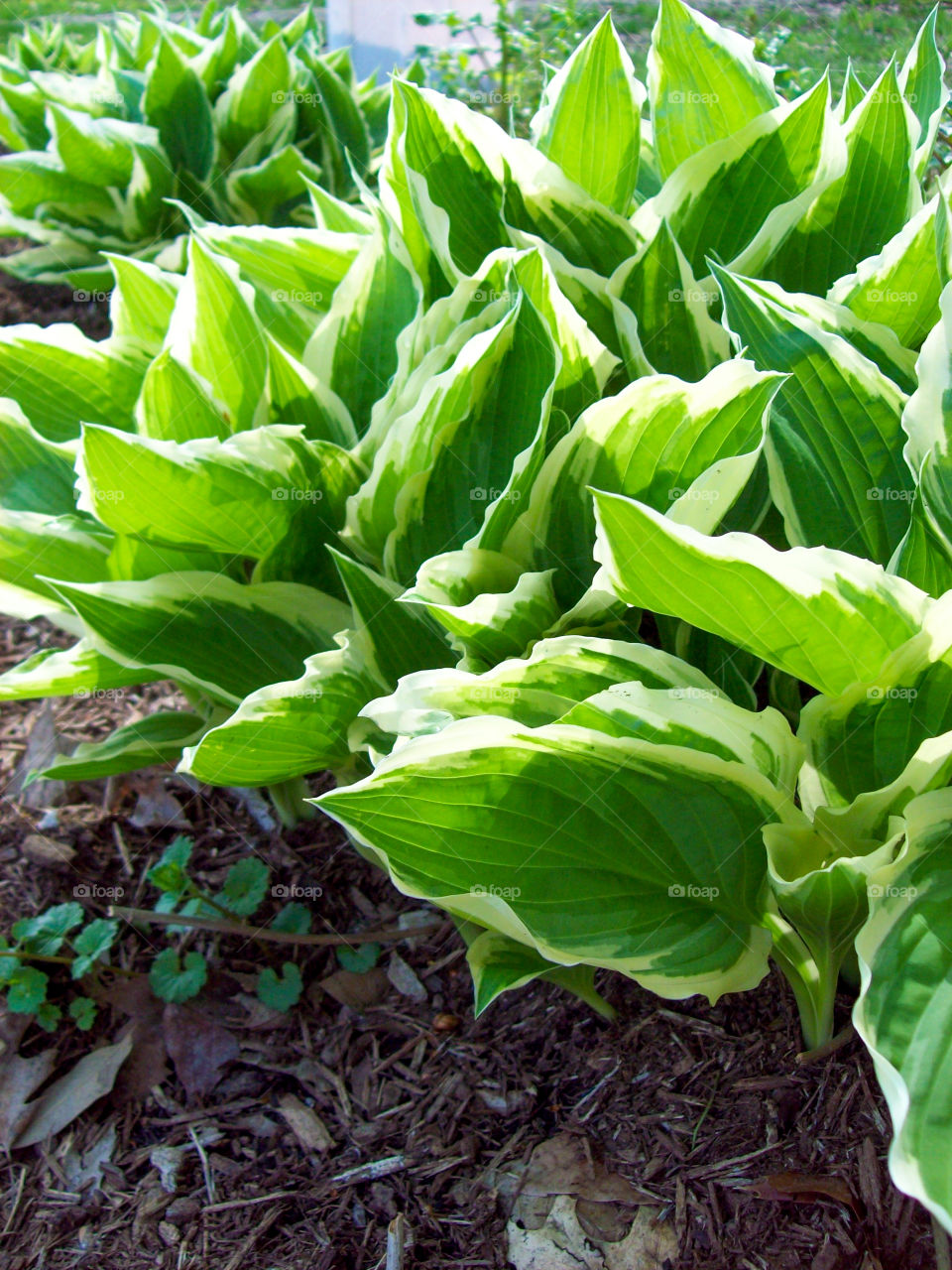 hostas