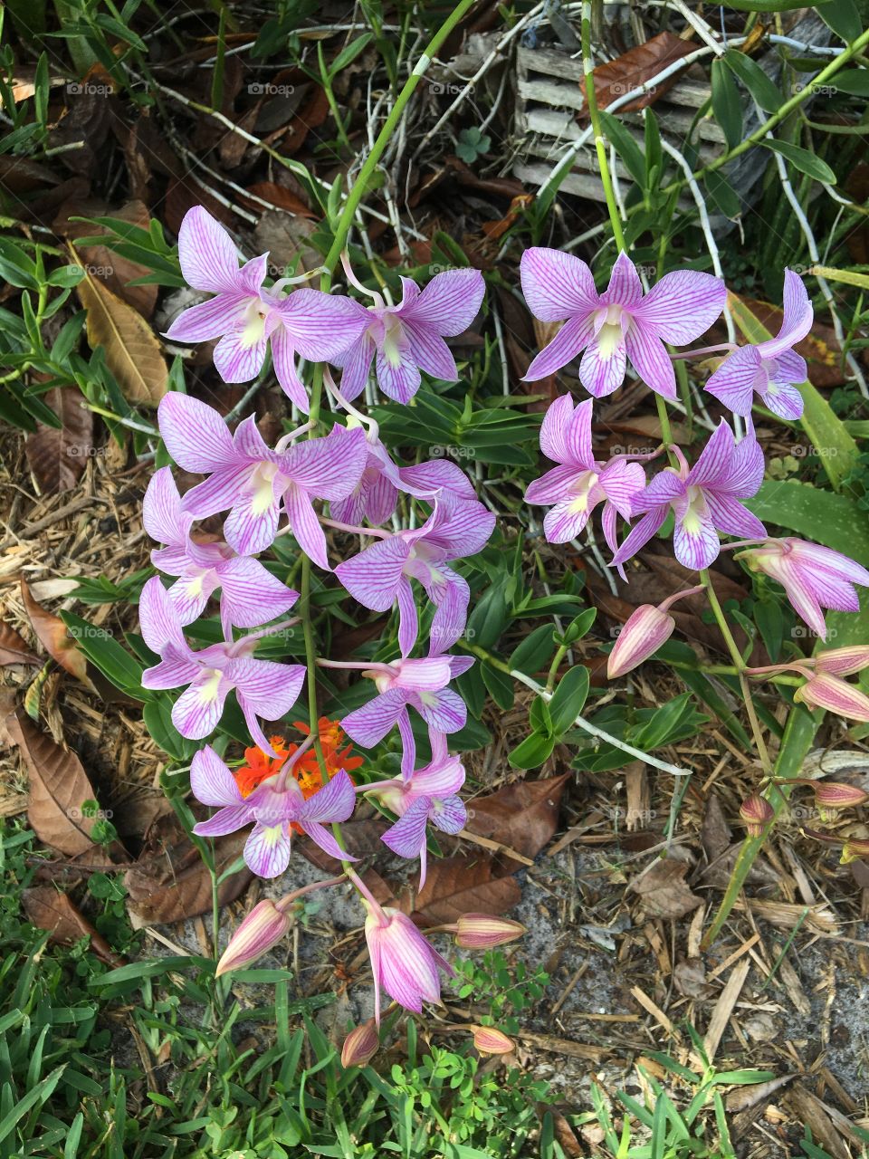 Pink orchids