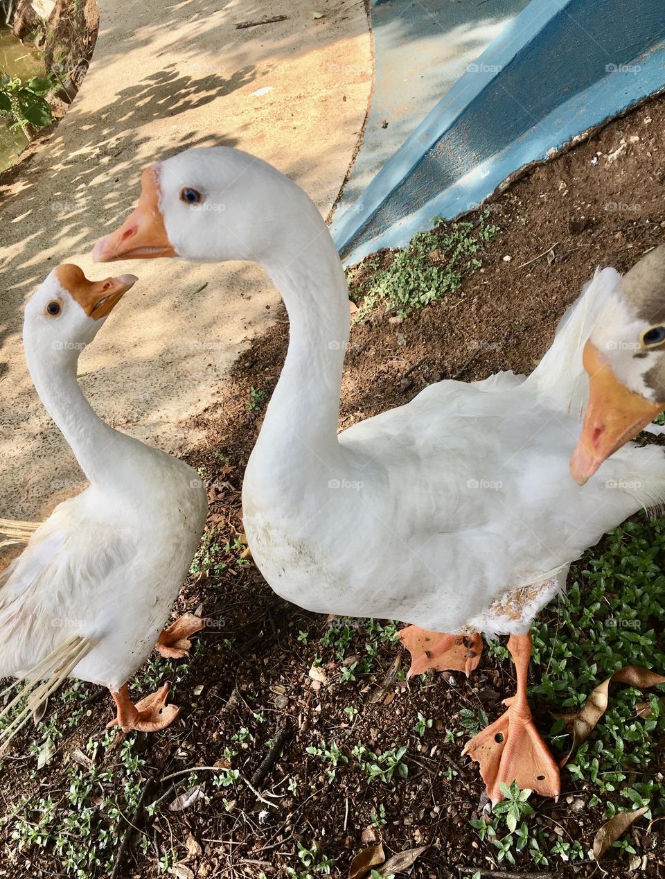 🇺🇸 Raising swans is really cool!  They take care of the farm and are beautiful. Did you notice that the beaks try to form a heart? / 🇧🇷 Criar cisnes é muito legal! Eles cuidam da chácara e são bonitos. Repararam que os bicos tentam formar um coração?