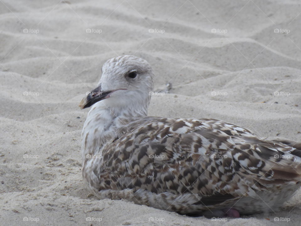 Seagull - Beach 