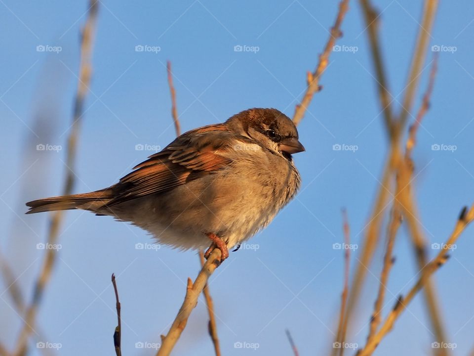 Sparrow in the evening sunlight