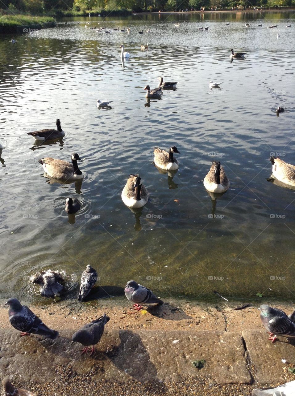 Swans, doves and ducks at Hyde park in London 