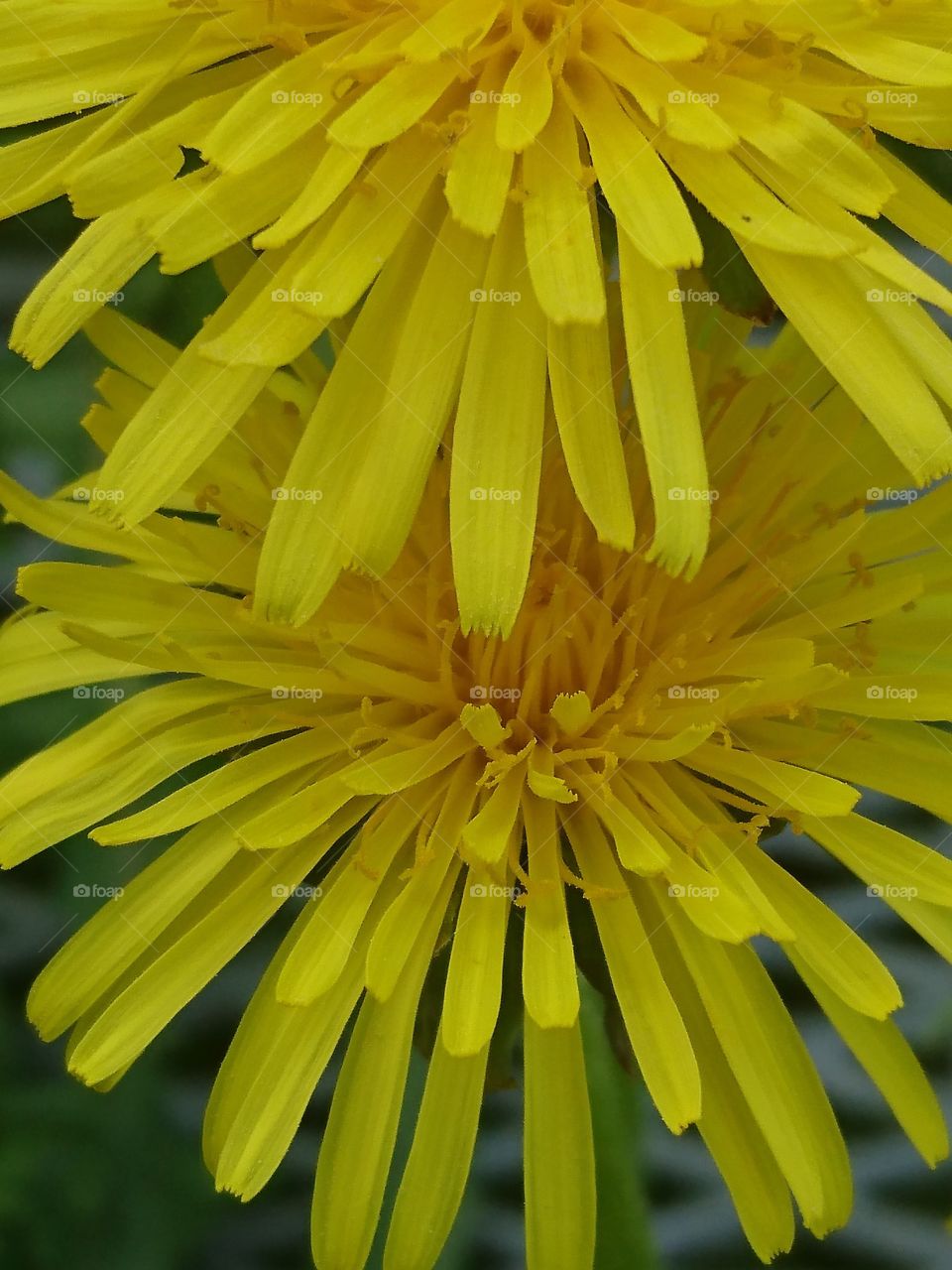 Yellow flowers