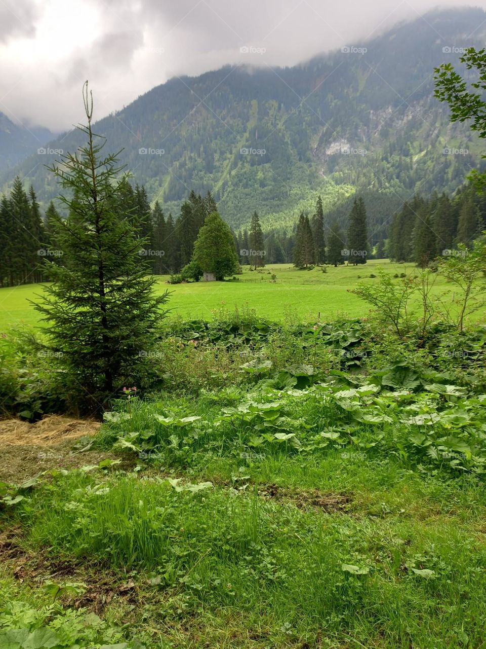 Trail in Bavarian Alps