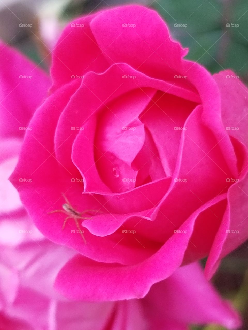 Spider on a rose bloom.