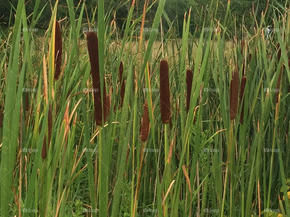 Cattails 