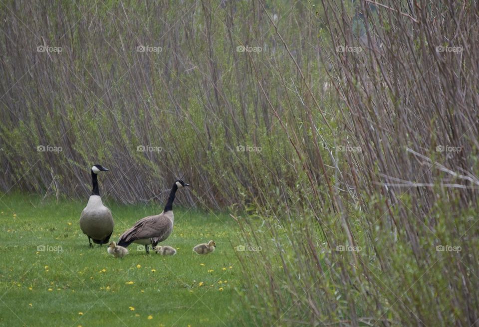 A family of geese find safety and food near reeds in a park