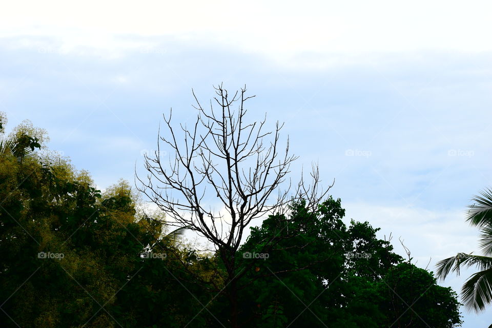 Tree without leaf