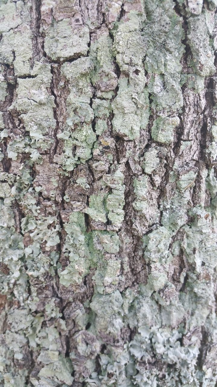 Bark