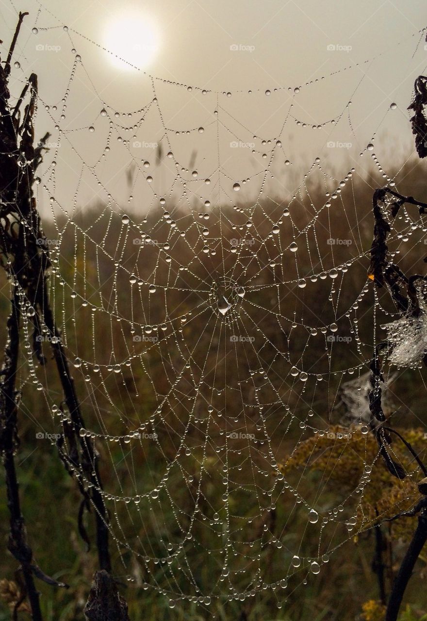 Spider web