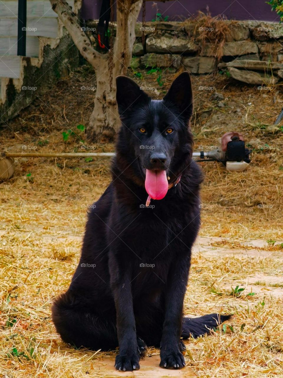 Black dog sitting in the grass in the village 