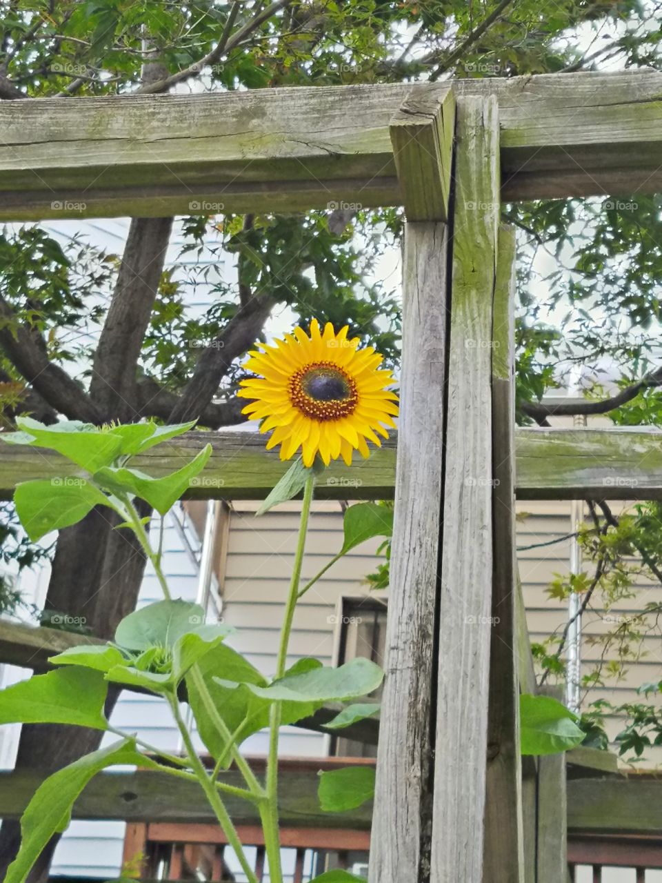 Nature, Wood, Summer, No Person, Garden