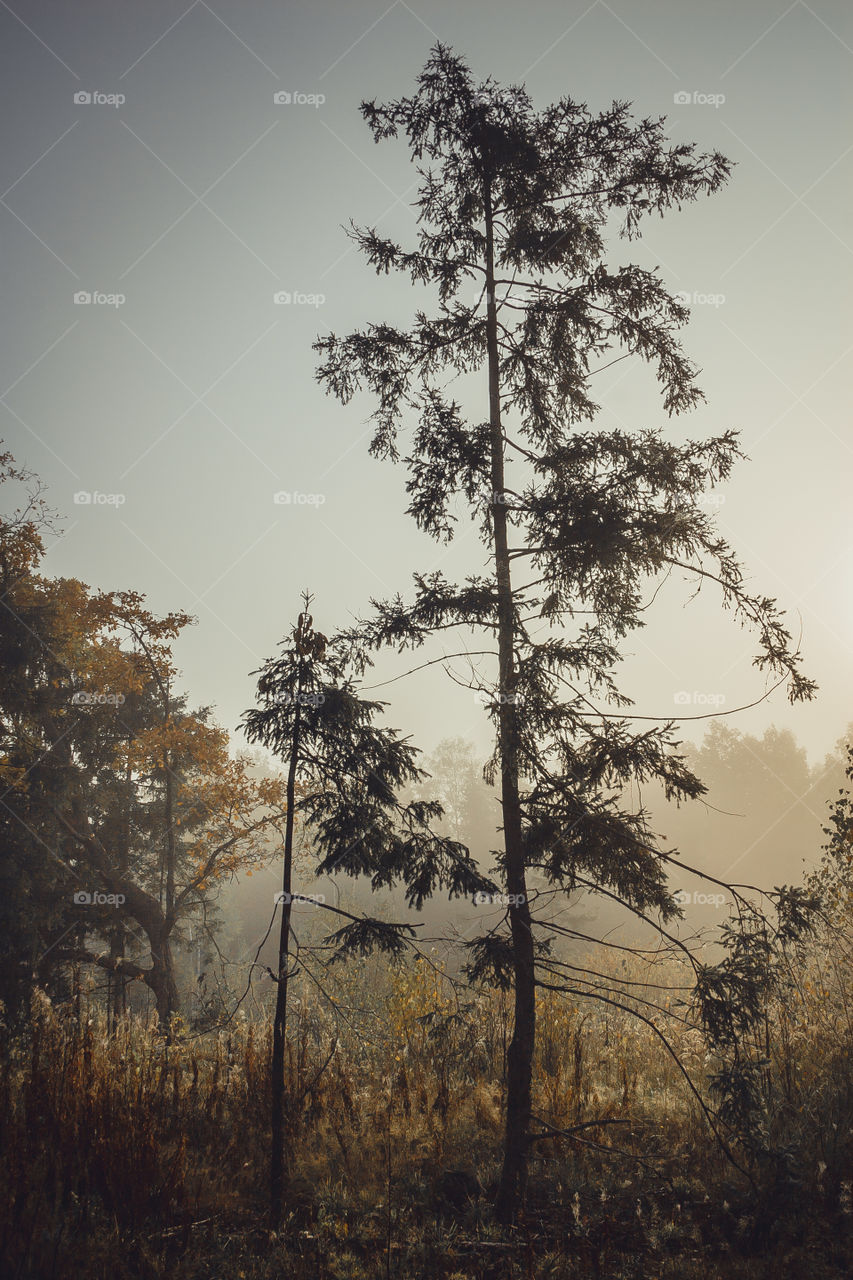 Autumn misty landscape at early morning 