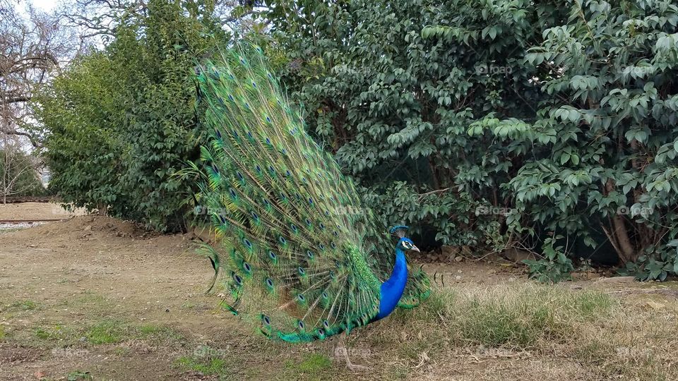 Peacock with feathers up