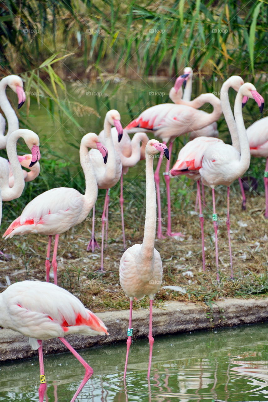 Group of pink flamingos