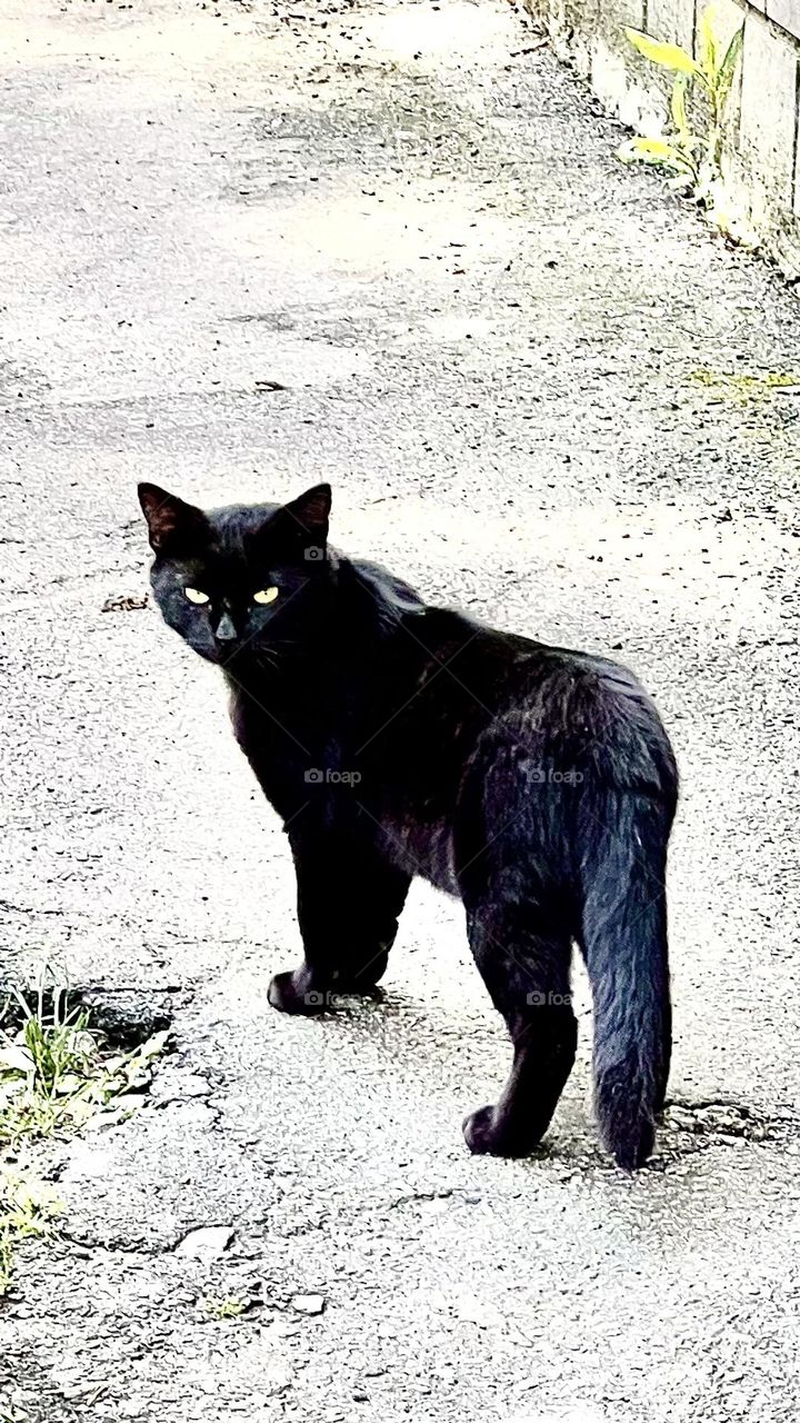 The photo shows a black cat walking along the sidewalk. Her shiny, smooth coat shimmers in the sun, creating a contrast with the gray concrete under her paws.