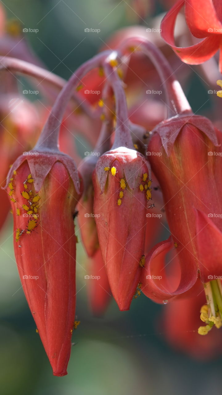 Aphids on flowers