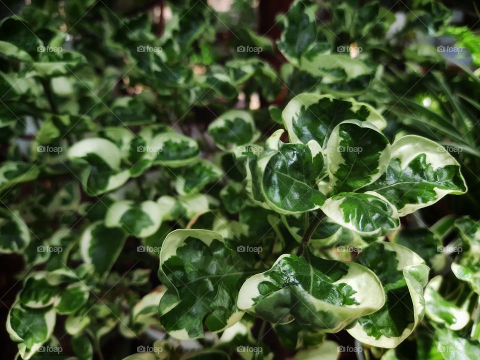 The beautiful glossy leaves of the mirror bush make them an excellent choice for gardens.