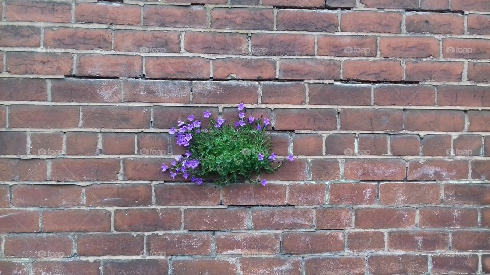 flowers through wall