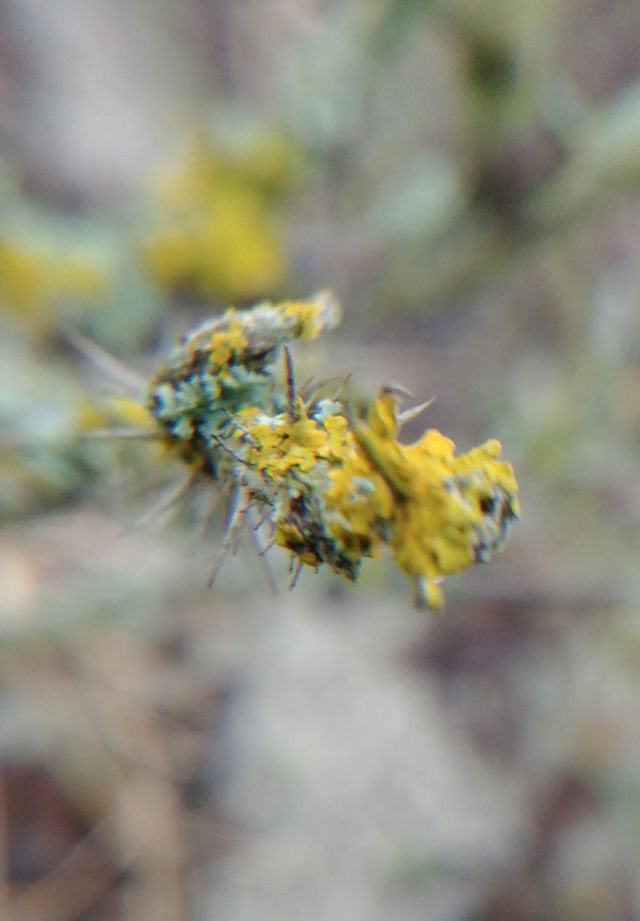 moos flora fauna plant green grün gelb yellow