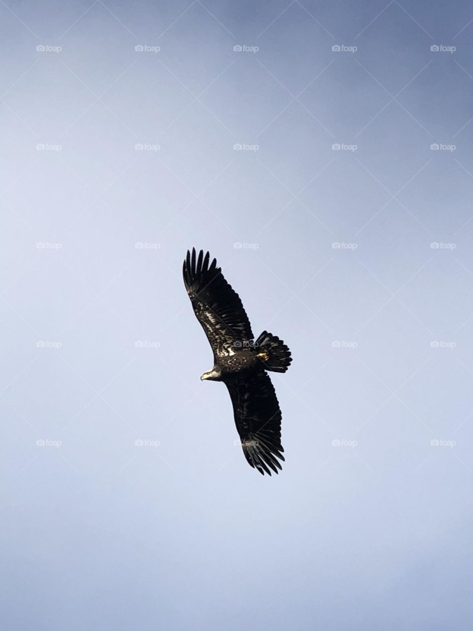 Eagle in flight