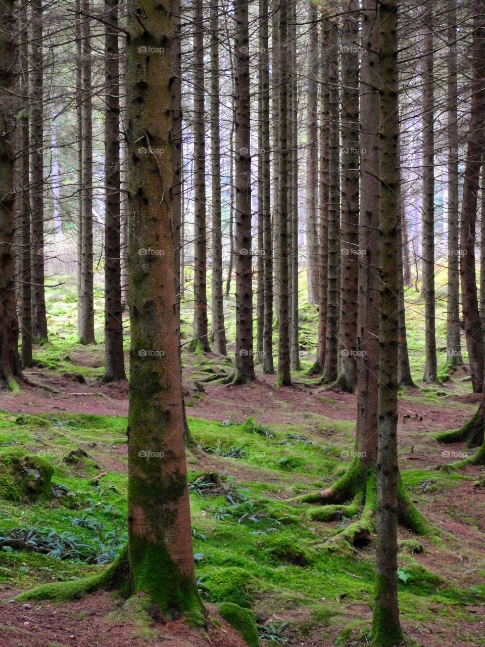 Trees in forest