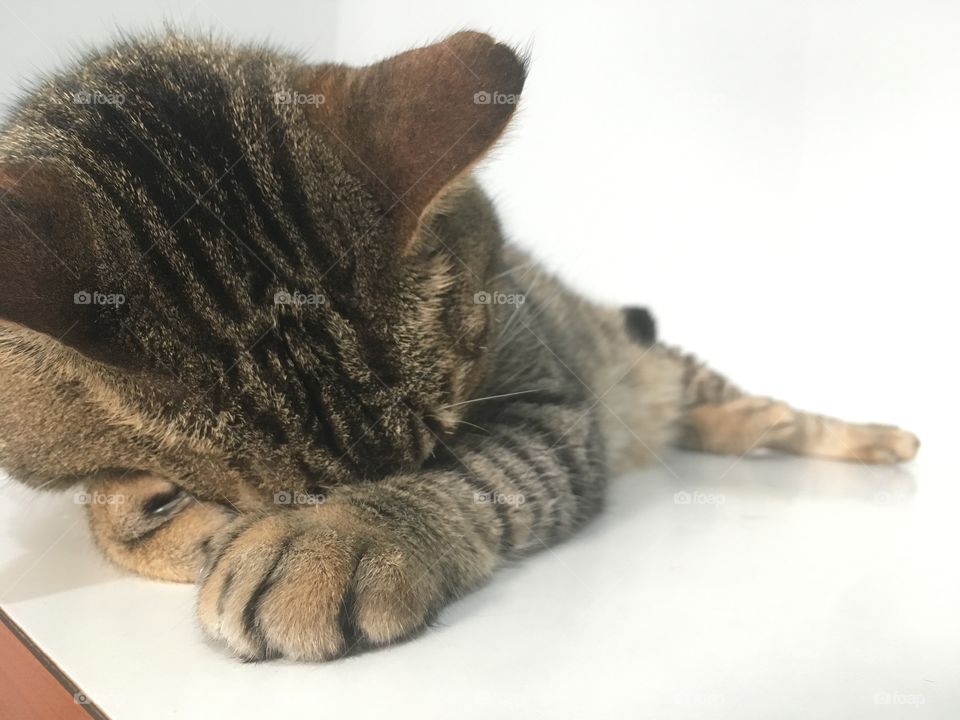 Sleeping cat