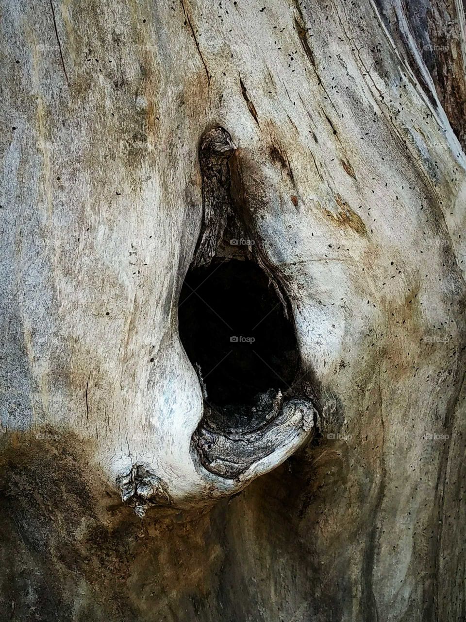 a hollow hole in a tree